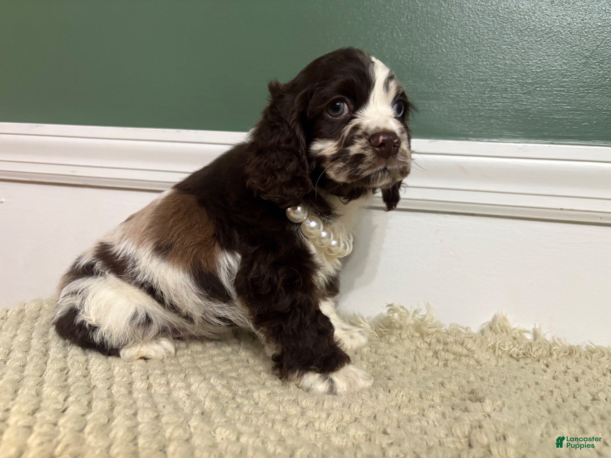 Cocker Spaniel dogs Cowboy - Ad 1