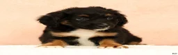 Mini Aussiedoodle dogs for sale: Larry - Ad 7