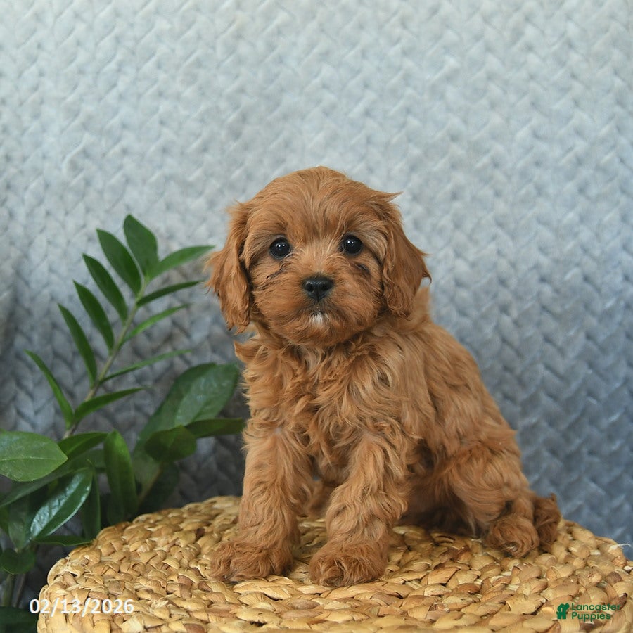 Cavapoo dogs Magic  - Ad 17