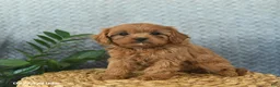 Cavapoo dogs for sale: Magic  - Ad 1
