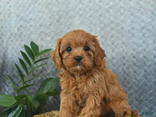Cavapoo dogs Magic - Ad 17