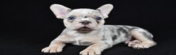 French Bulldog dogs for sale: Frankie - Ad 5