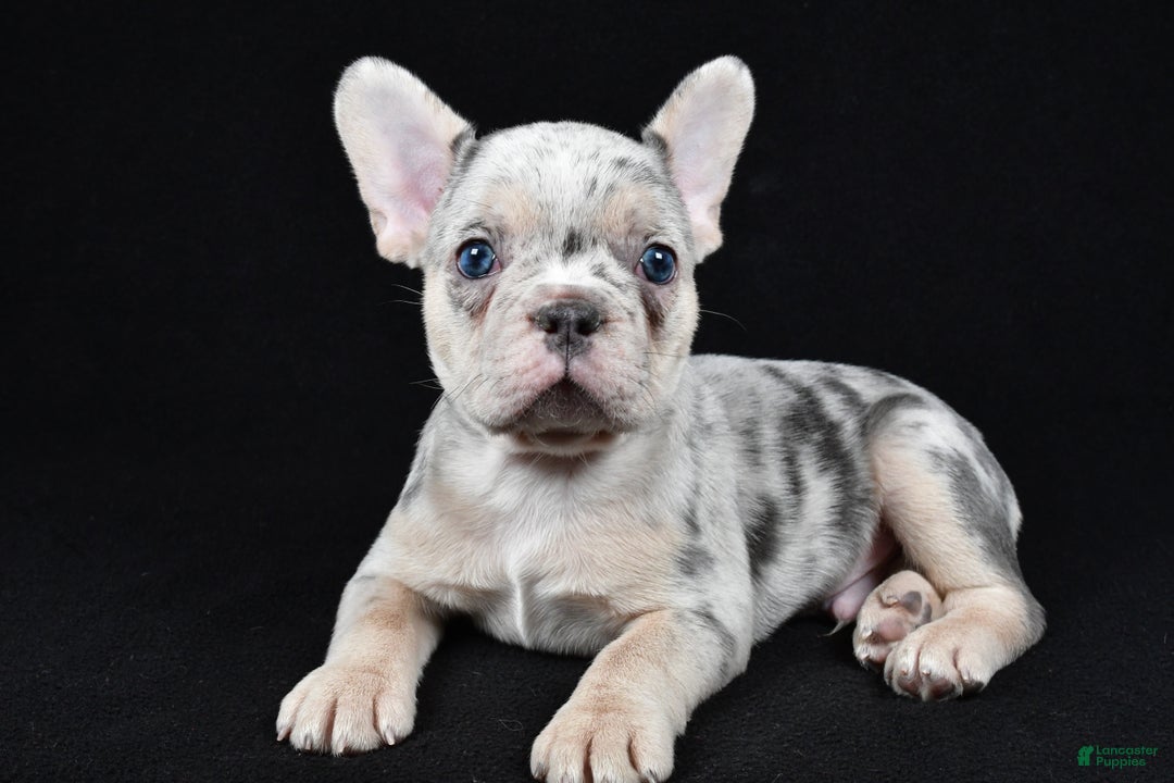 French Bulldog dogs for sale: Frankie - Ad 5