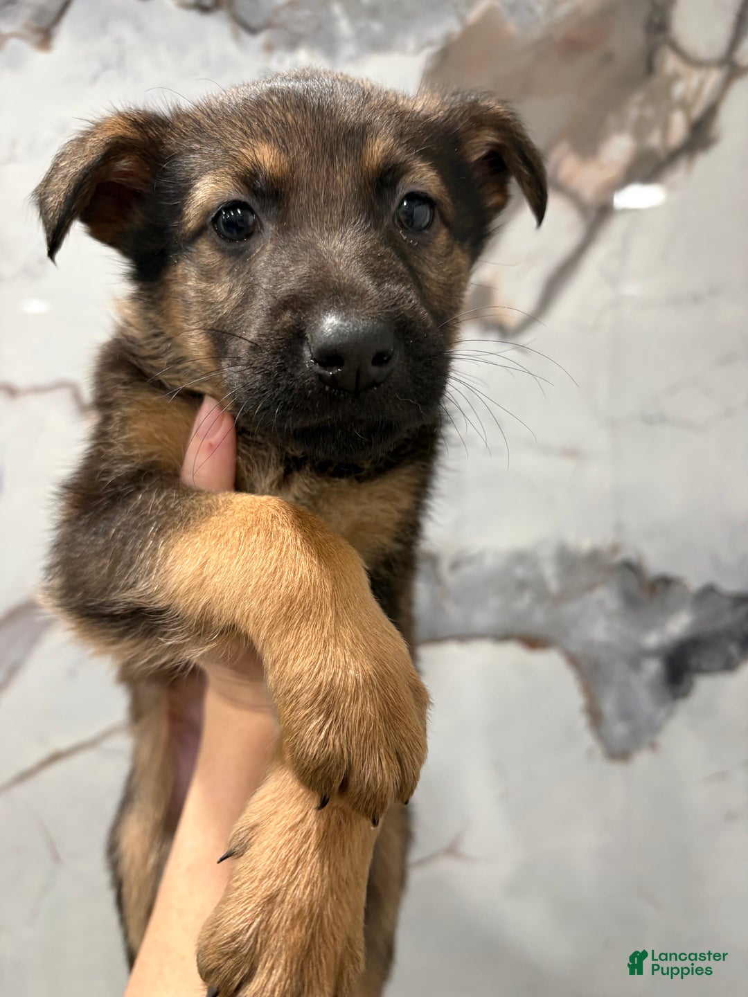 German Shepherd dogs for sale: German Shepherd Puppy 1 - Ad 3