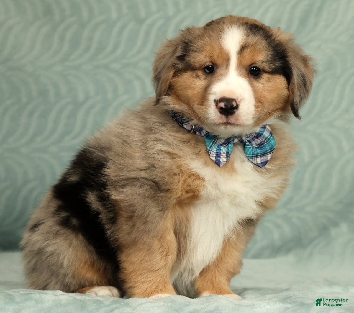 Australian Shepherd dogs for sale: Jett - Ad 5