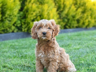 Cockapoo dogs - Ad 17