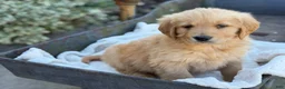 Golden Retriever dogs for sale: Molly - Ad 4
