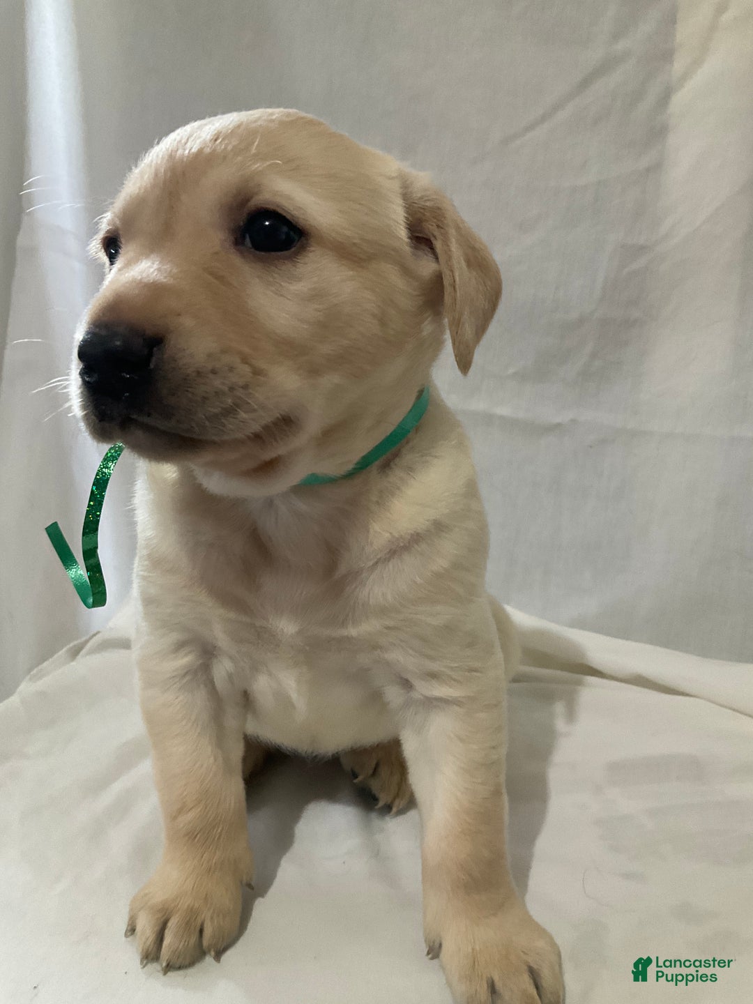 Labrador Retriever dogs for sale: Abby - Ad 3