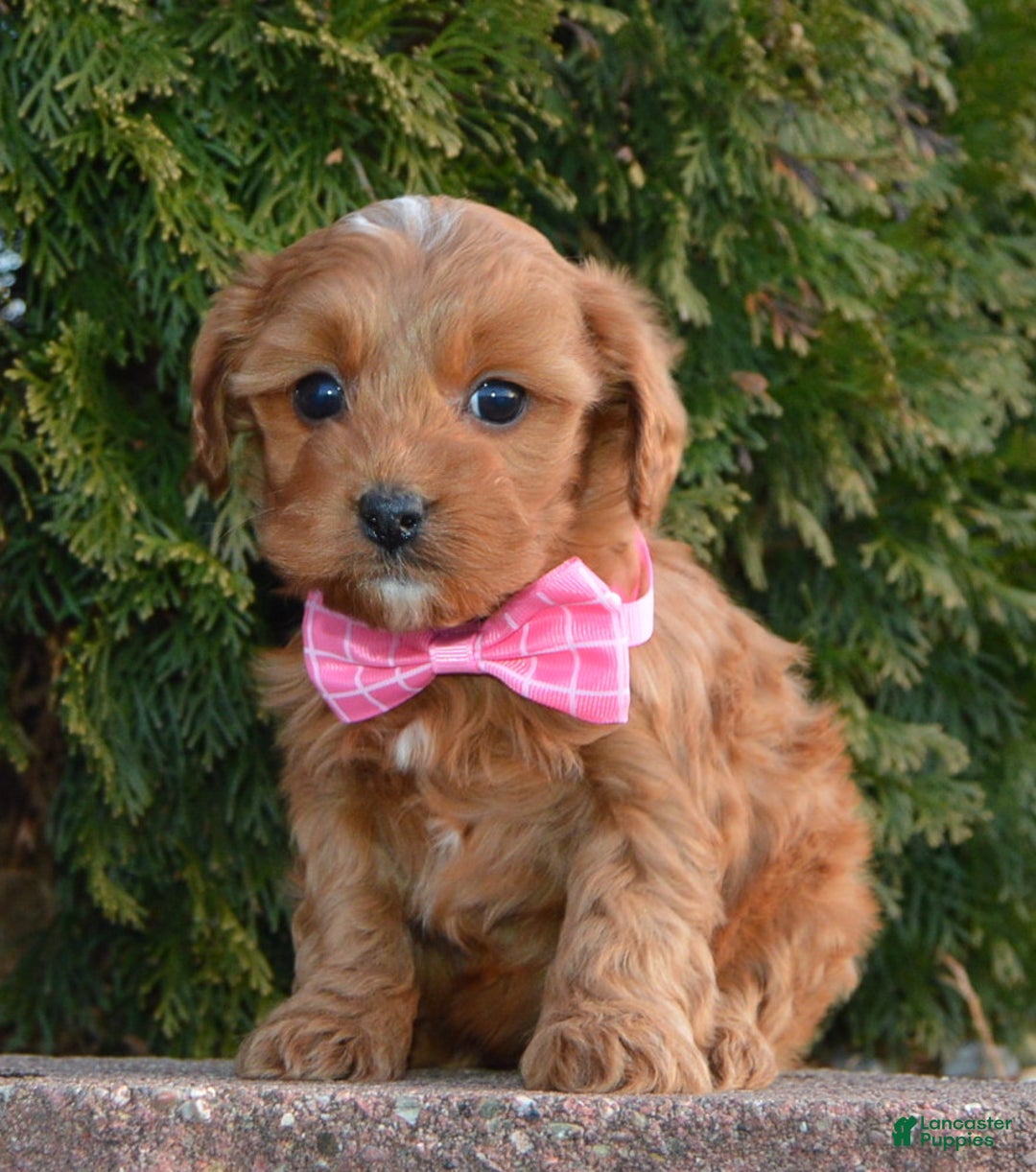 Cockapoo dogs for sale: Cookie - Ad 10