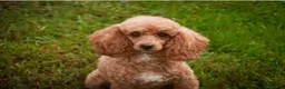 Miniature Poodle dogs for sale: Harriet Miniature Poodle  - Ad 3