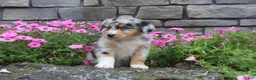 Australian Shepherd dogs for sale: Pebbles - Ad 6