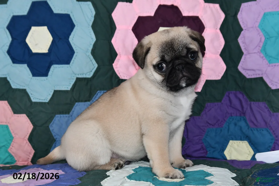 Pug dogs for sale: Milo - Ad 3
