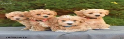 Maltipoo dogs for sale: Frankie - Ad 3