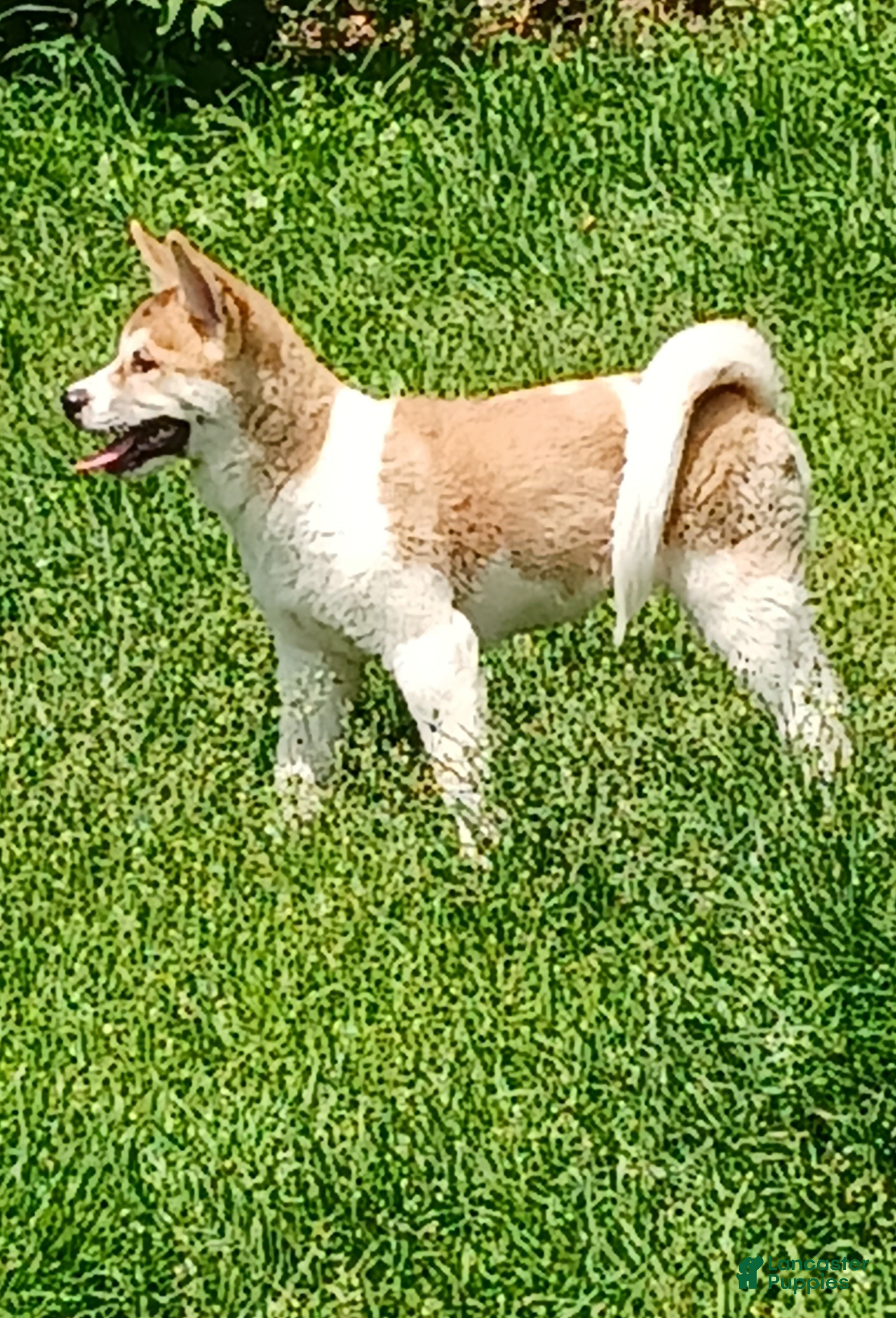 Akita dogs for sale: Cypress - Ad 1