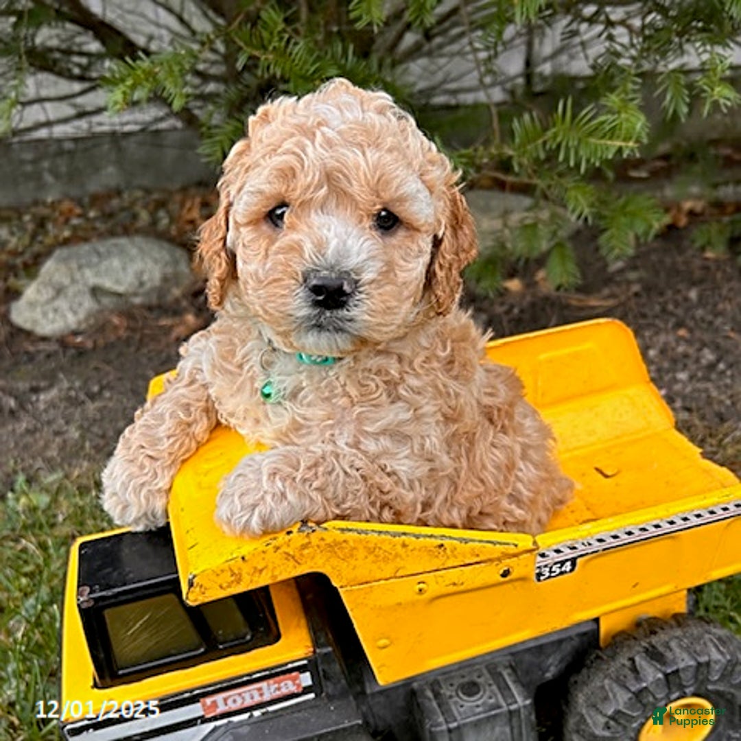 Cockapoo dogs for sale: Leo - Ad 1