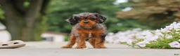 Cavapoo dogs for sale: Indy - Ad 15