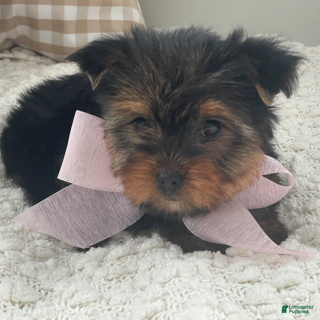 Yorkshire Terrier dogs for sale: Freya - Ad 16