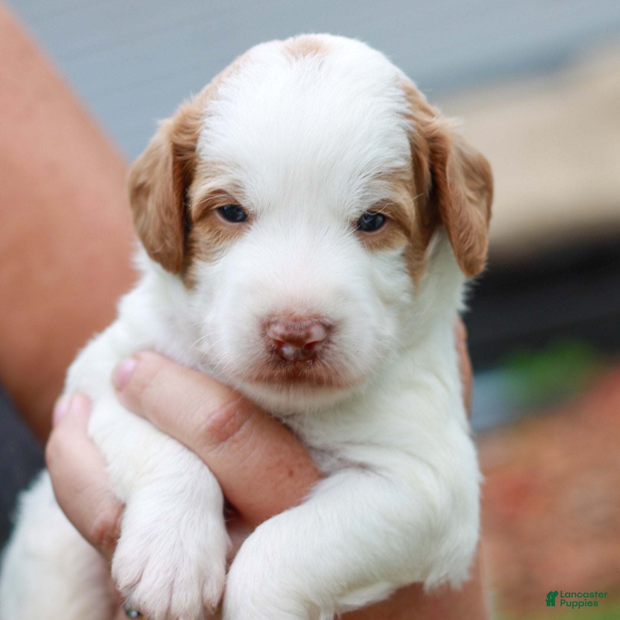 Miniature Labradoodle dogs Dallas  - Ad 35