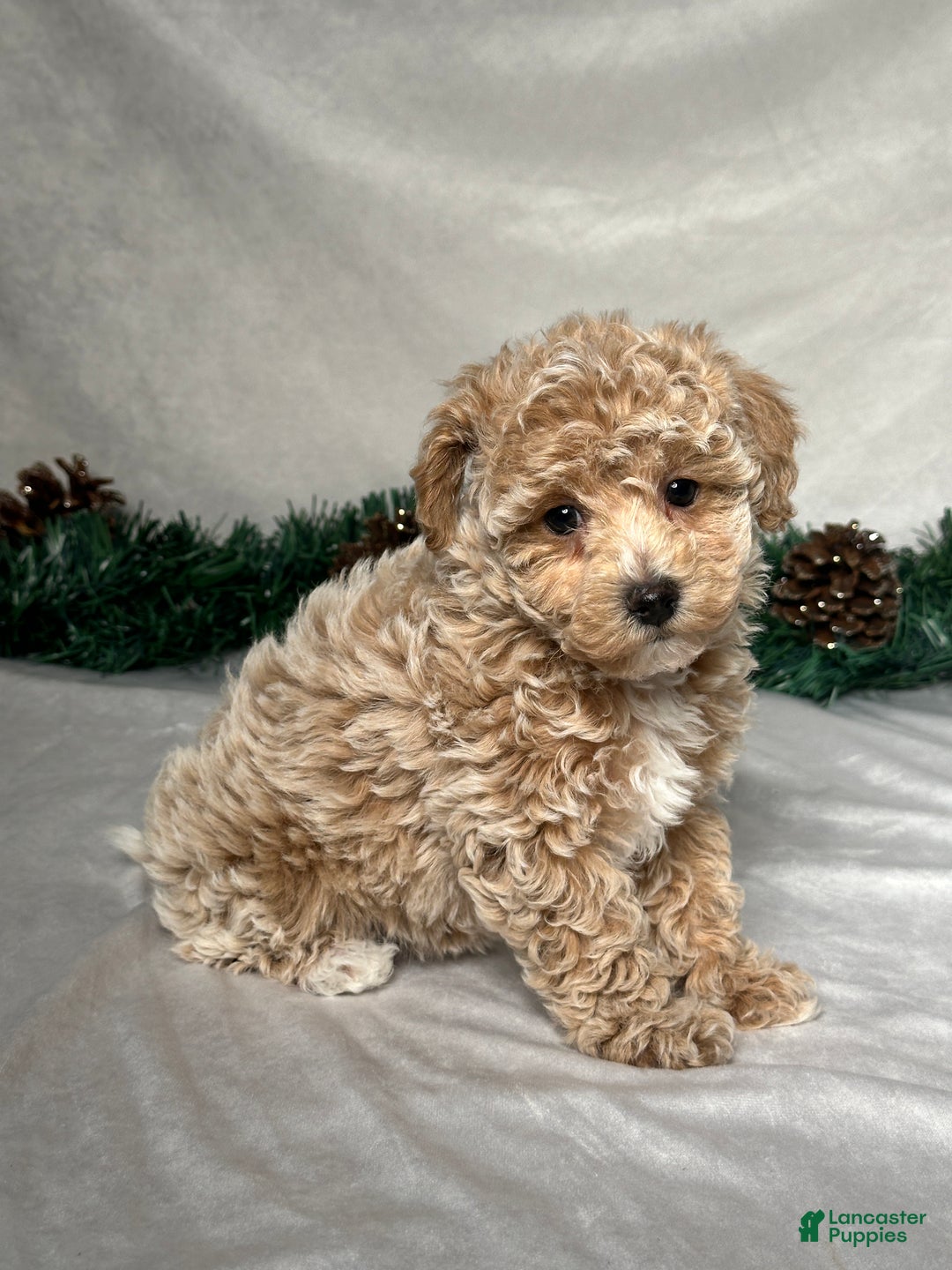 Bichpoo dogs for sale: Heidi - Ad 4