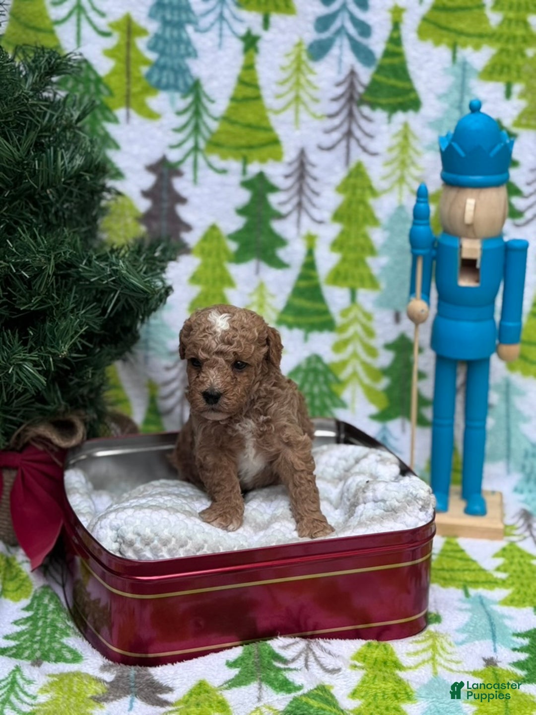 Cavapoo dogs for sale: Peanut - Ad 9