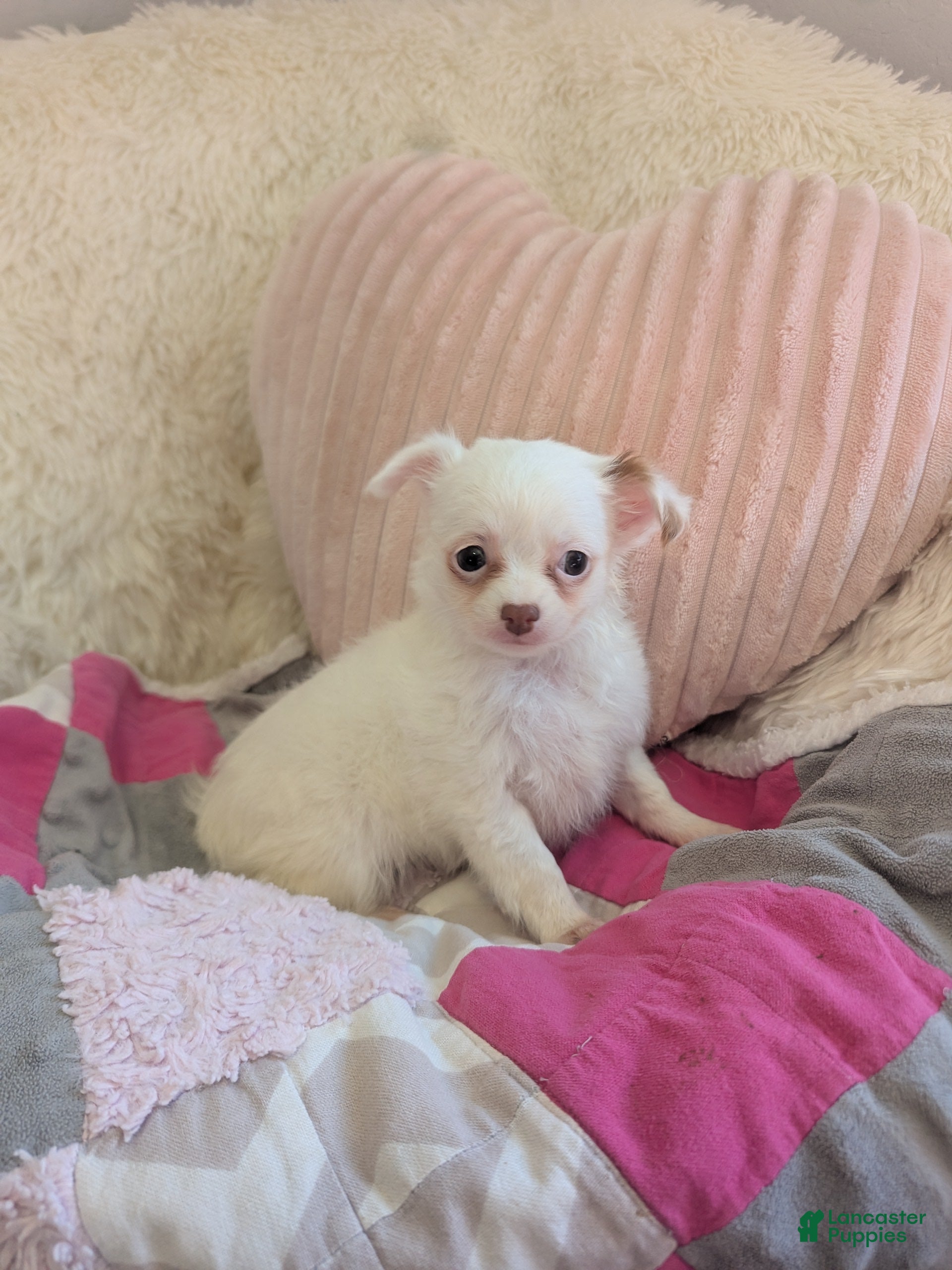 Chihuahua dogs for sale: Snowball  - Ad 2
