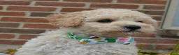 Mini Goldendoodle dogs for sale: Mini Greta - Ad 11