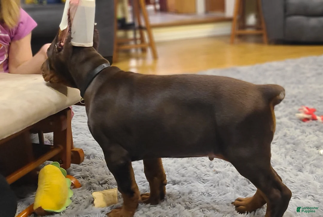 Doberman Pinscher dogs for sale: Gustav  - Ad 3