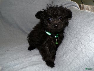 Pomapoo dogs Pomapoo Puppy 4 Tommy - Ad 19