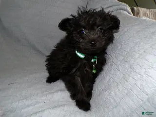 Pomapoo dogs Pomapoo Puppy 4 Tommy - Ad 27