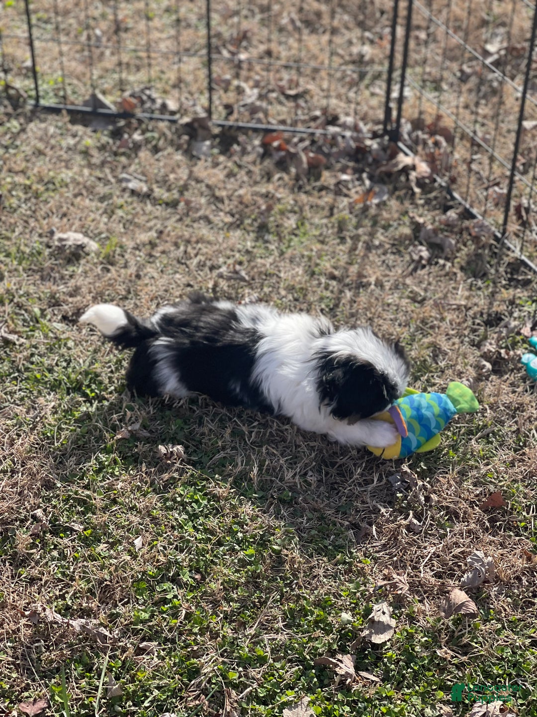 Japanese Chin dogs for sale: Japanese Chin Puppy 2 - Ad 4