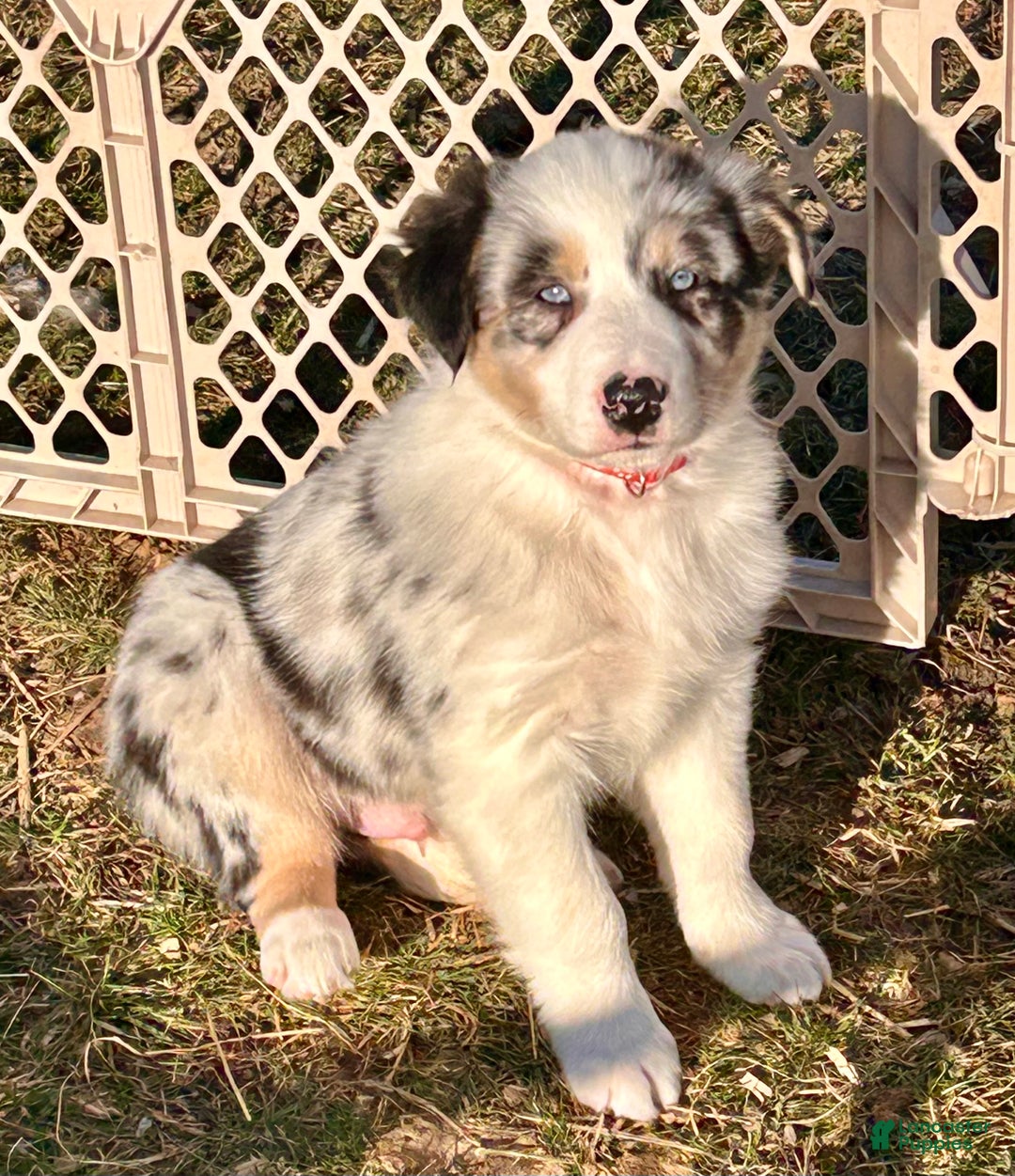 Australian Shepherd dogs for sale: Ringo - Ad 3
