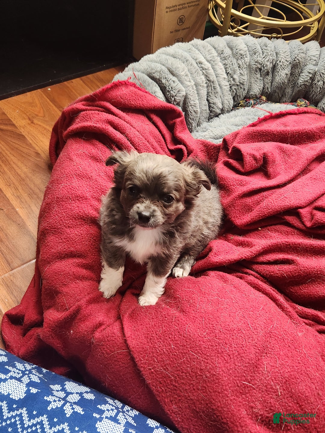 Chihuahua dogs for sale: Sophia  - Ad 1