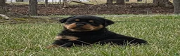 Rottweiler dogs for sale: Miss Brooklyn - Ad 1
