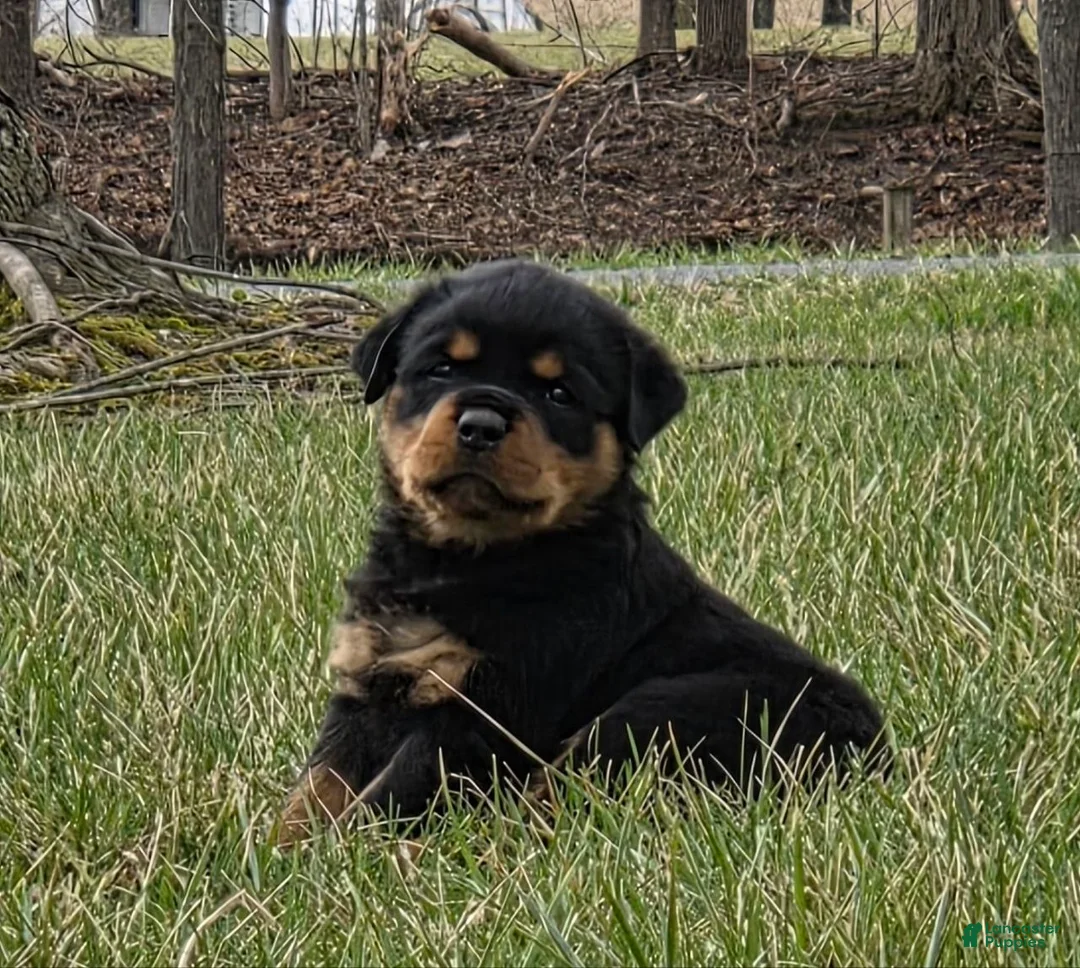 Rottweiler dogs for sale: Miss Brooklyn - Ad 1