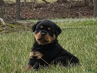 Rottweiler dogs for sale: Miss Brooklyn - Ad 2