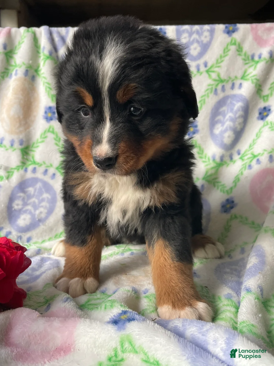 Bernese Mountain Dog dogs for sale: Bernie - Ad 4