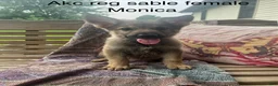 German Shepherd dogs for sale: Monica  - Ad 1
