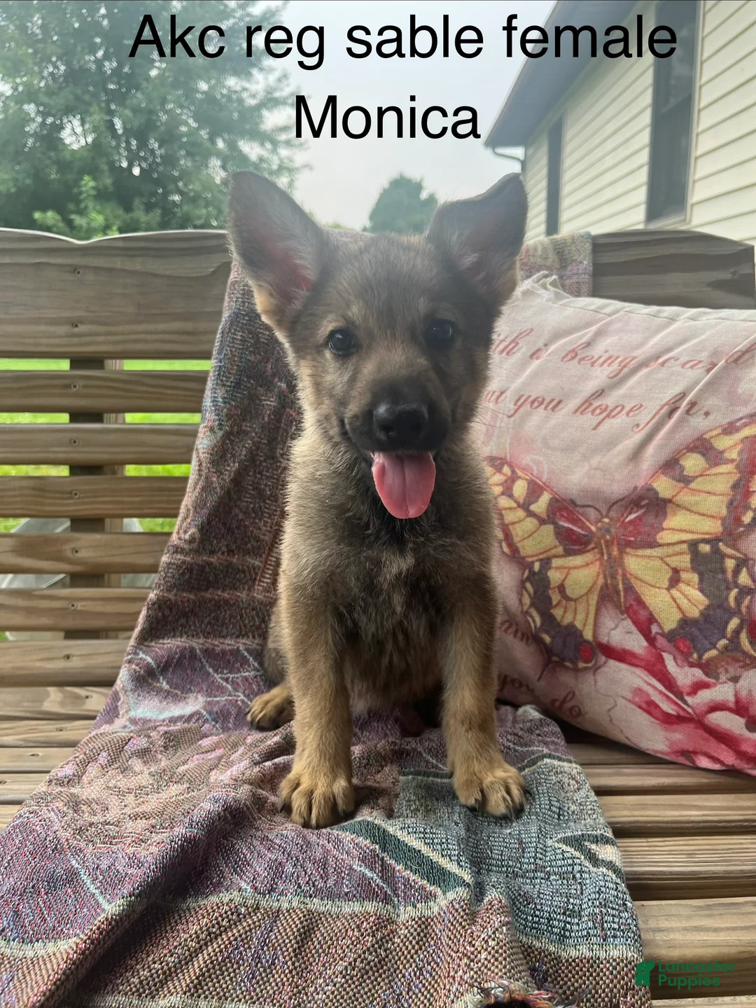 German Shepherd dogs for sale: Monica  - Ad 1