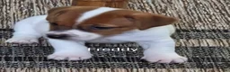 Jack Russell Terrier dogs for sale: Freddy  - Ad 4