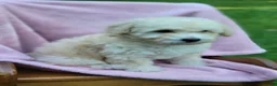 Bichpoo dogs for sale: Eliza - Ad 4
