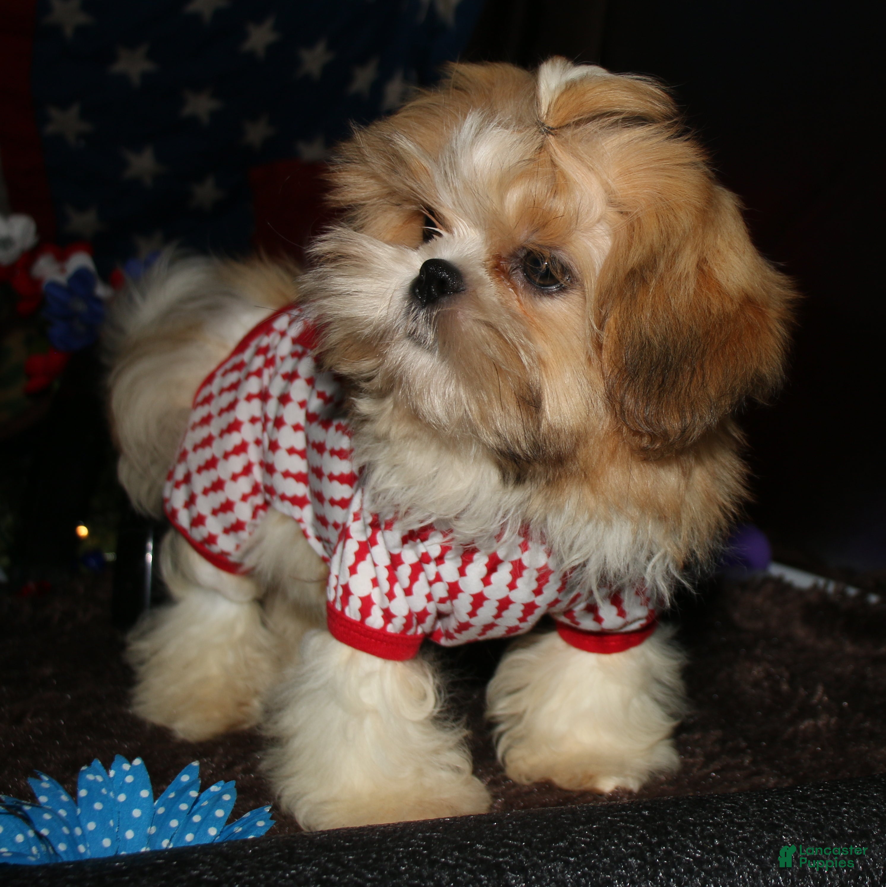 Shih Tzu dogs Mojo - Ad 1
