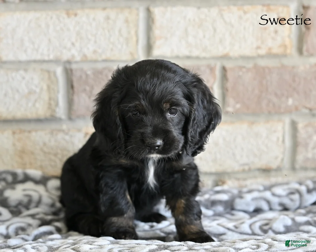 Cocker Spaniel dogs for sale: Sweetie  - Ad 2