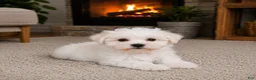 Maltese dogs for sale: Cody - Ad 3