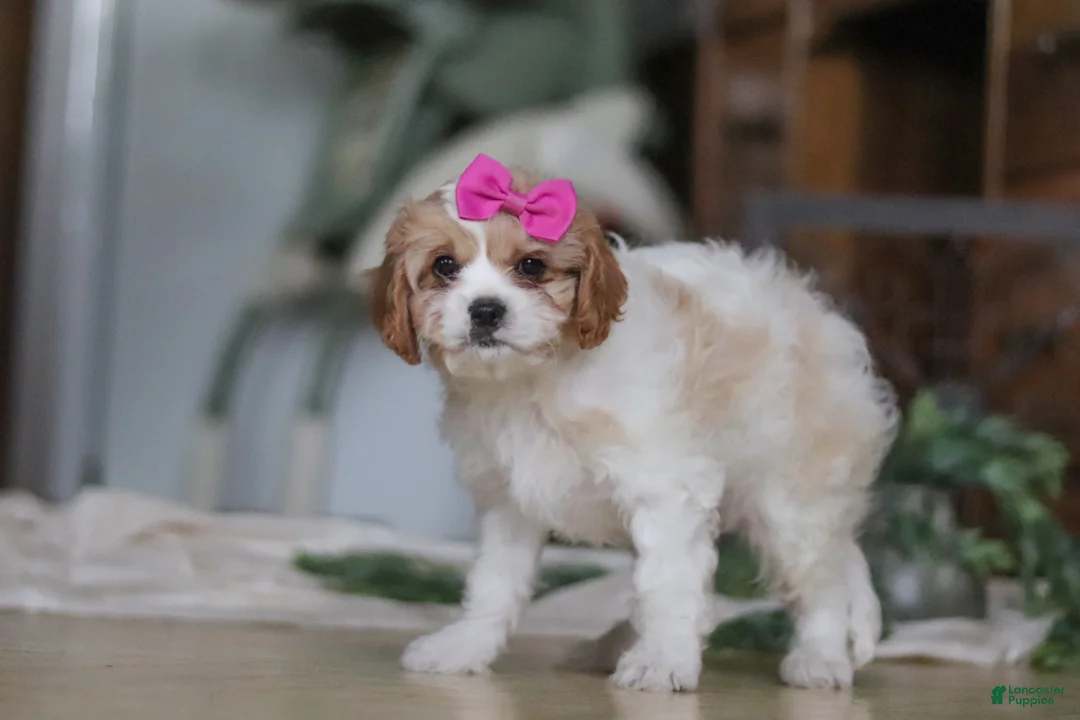 Cavapoo dogs for sale: Piper - Ad 4