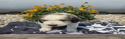 Mixed Breed dogs for sale: Dexter - Ad 2