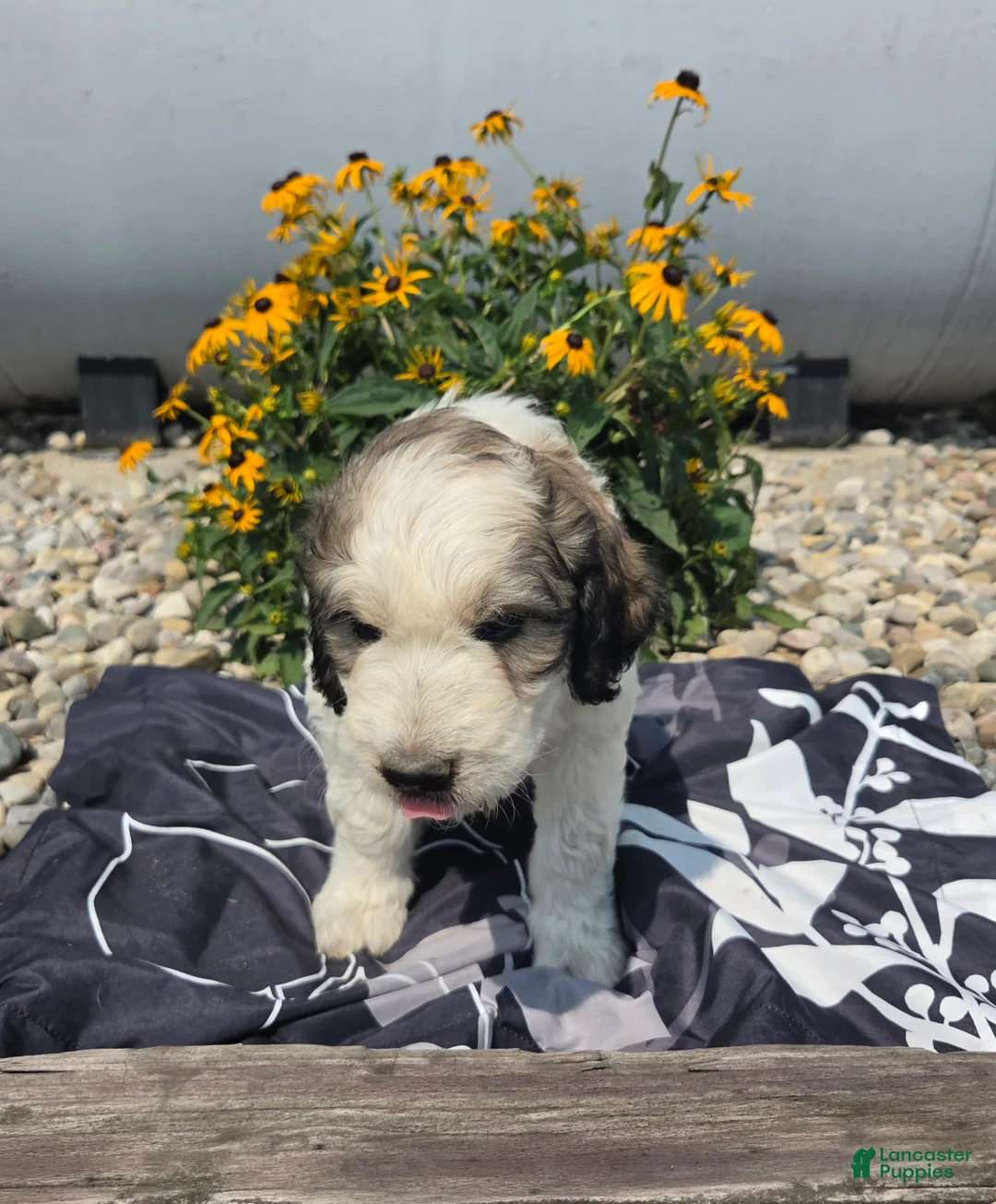 Mixed Breed dogs for sale: Dexter - Ad 2