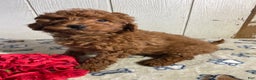 Mini Goldendoodle dogs for sale: Martin - Ad 2