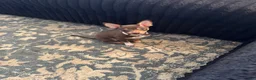 Chihuahua dogs for sale: Chihuahua 4 ready to go  - Ad 5