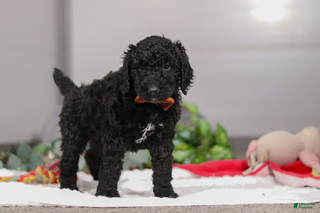 Standard Poodle dogs for sale: Izzy - Ad 3