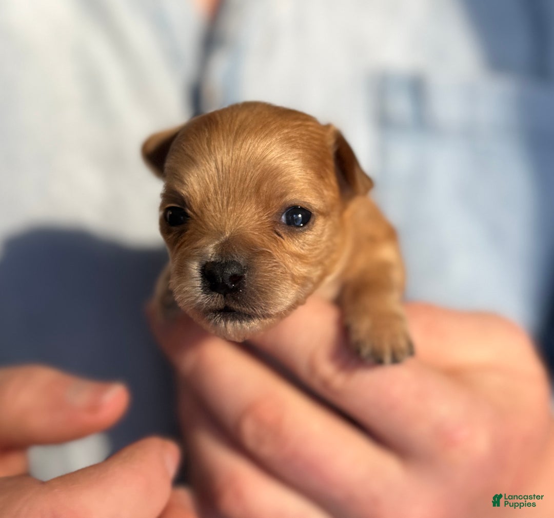 Chihuahua dogs for sale: Red gold  - Ad 2